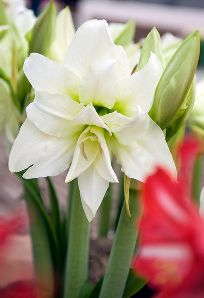 Ice Queen Hippeastrum | Buy Amaryllis Bulbs online | Bulbs Direct NZ