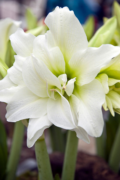 Ice Queen Hippeastrum | Buy Amaryllis Bulbs online | Bulbs Direct NZ