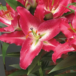 Pico Lilium