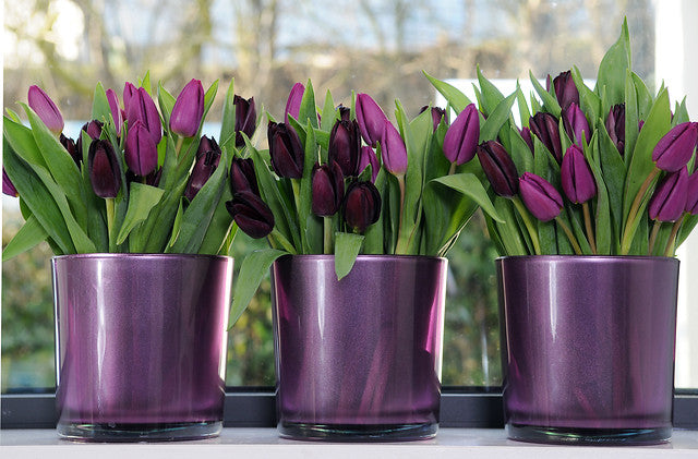 Purple Tulip bulbs nz