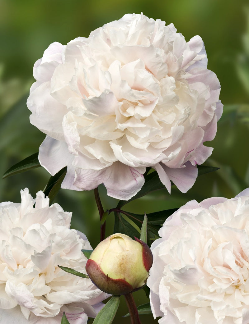 Bulbs Direct Peonies Jubilee Peonies | Buy Peony plants online | Bulbs Direct NZ
