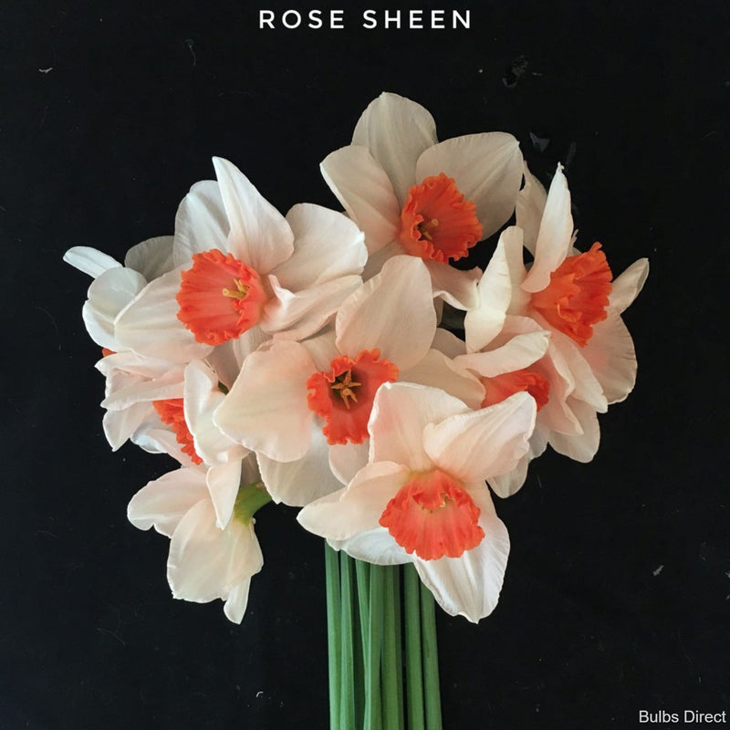 Rose Sheen
