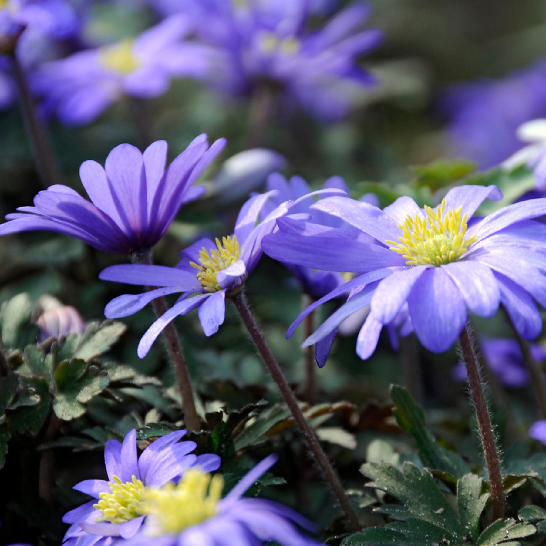 Blanda Blue Meadow Anemone Order Anemone Bulbs online Bulbs Direct