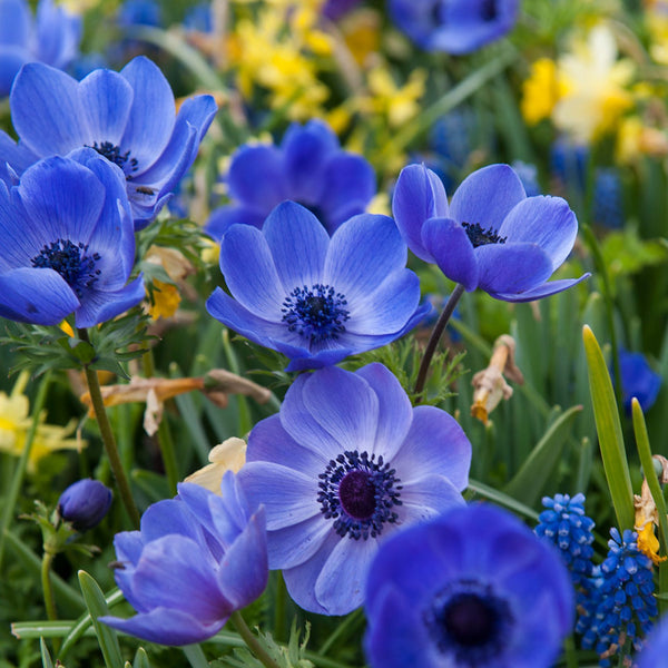 Blue Poppy Anemone | Order Anemone Bulbs online | Bulbs Direct