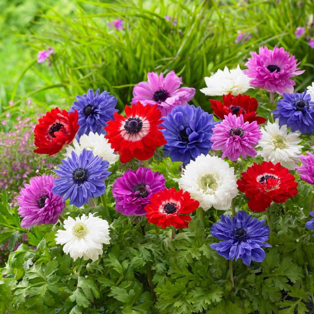 *anemone* 様BS CD　グリーン Buy Anemone De Caen Blue Bulbs Online | Anemone