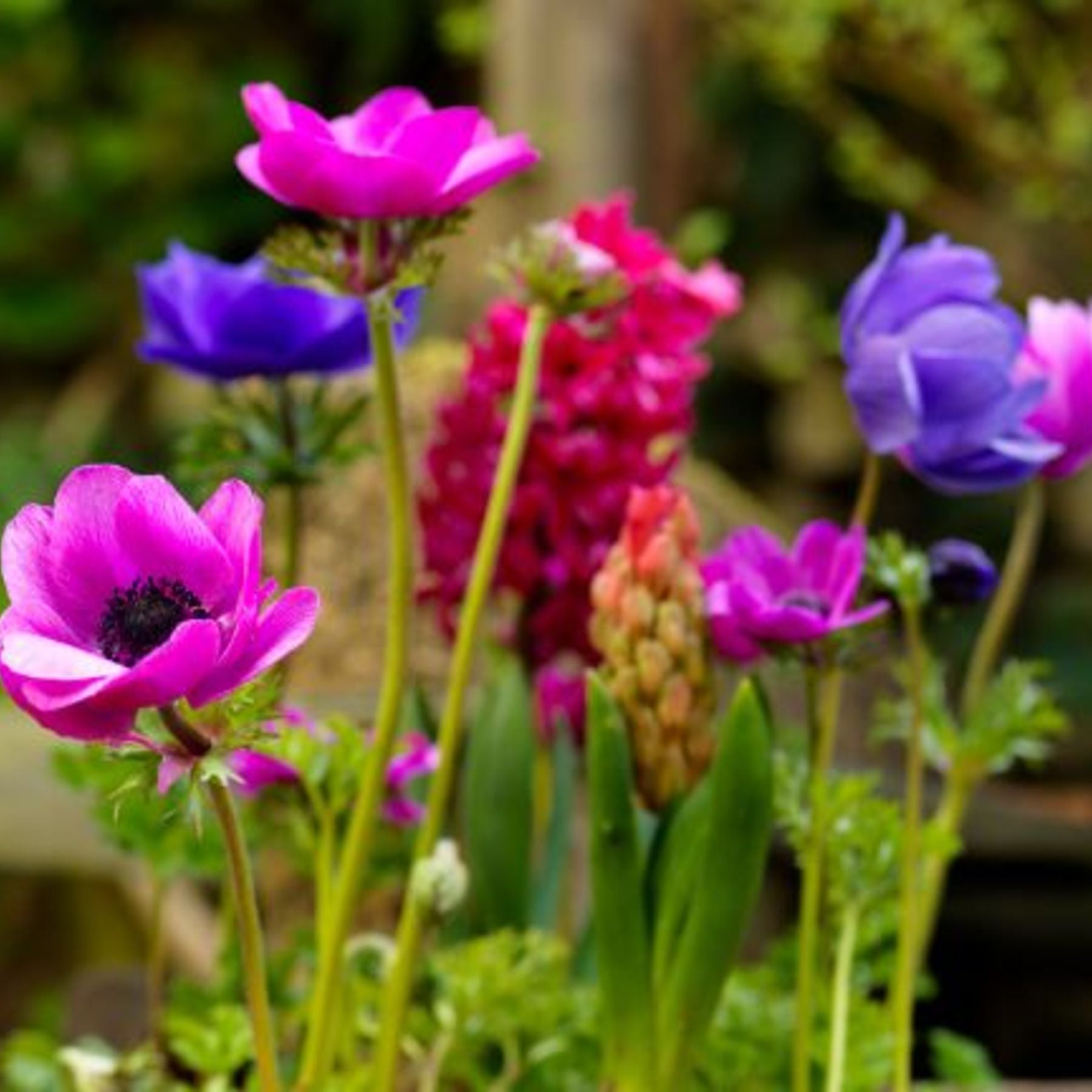 Sylphide Anemone Order Anemone Bulbs online Bulbs Direct