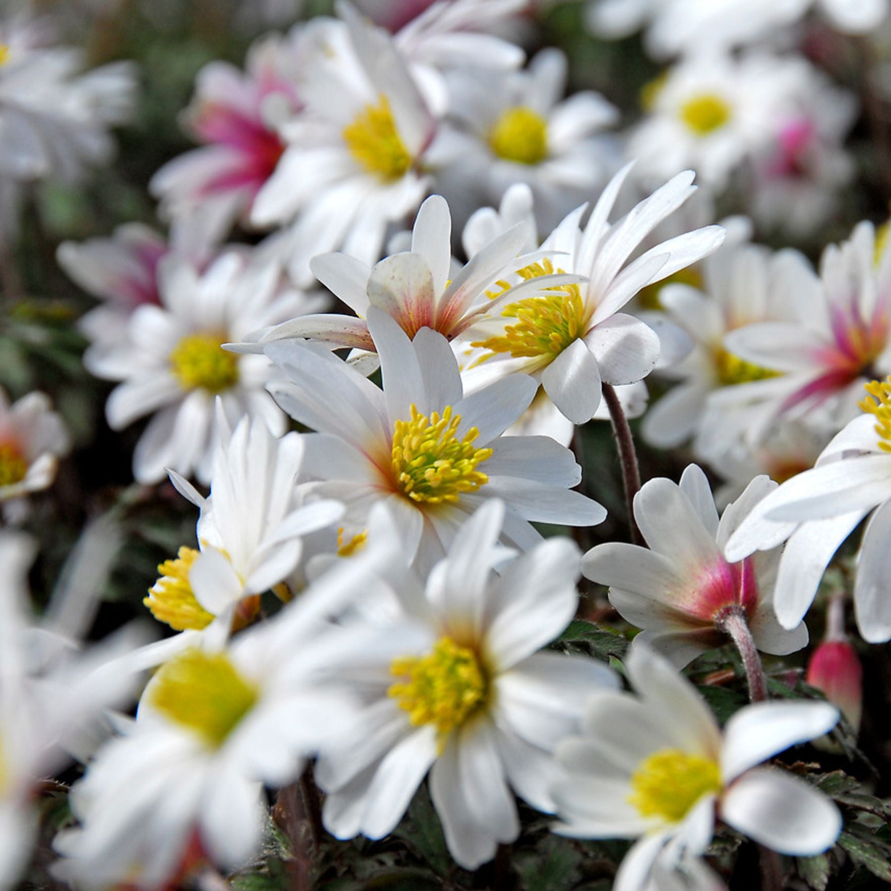 White Splendour Anemone Order Anemone Bulbs online Bulbs Direct