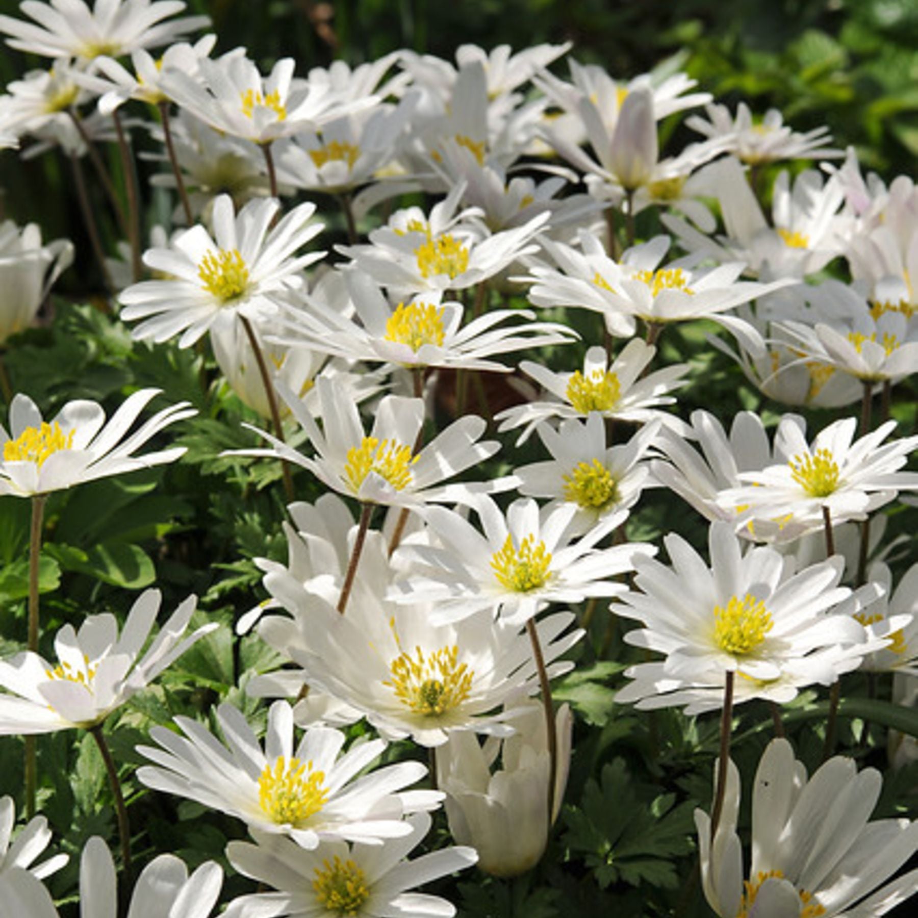 White Splendour Anemone Order Anemone Bulbs online Bulbs Direct