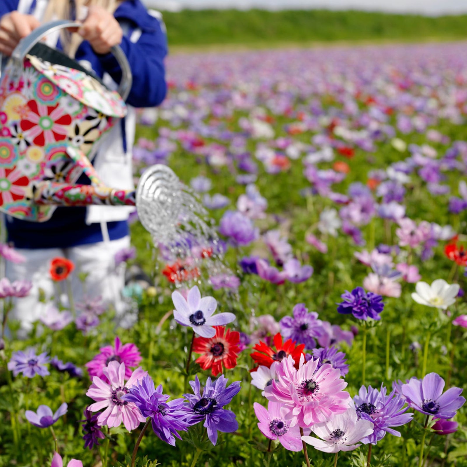 *anemone* 様BS CD　グリーン Buy Anemone De Caen Blue Bulbs Online | Anemone