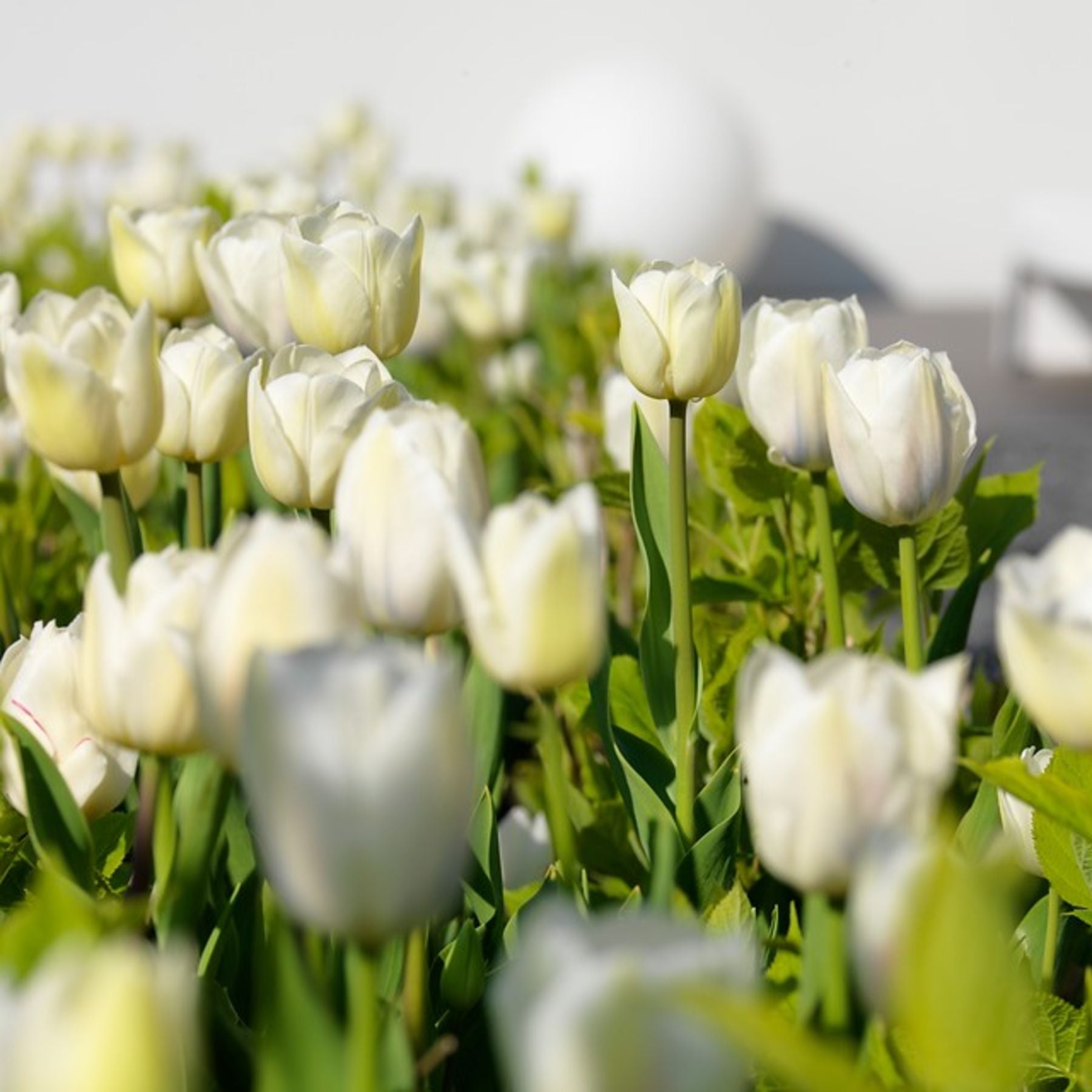 Tulip Antarctica Order Tulip bulbs online Bulbs Direct NZ