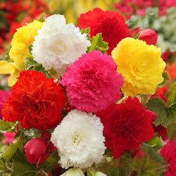 Begonia Frilled - Mix