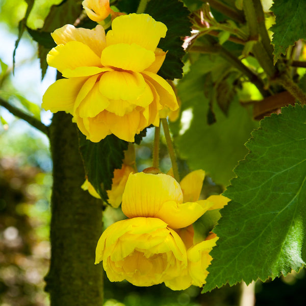 Golden Cascade