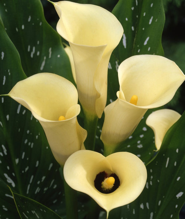 Black Eyed Beauty Calla Lily