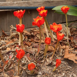 Blood Lily