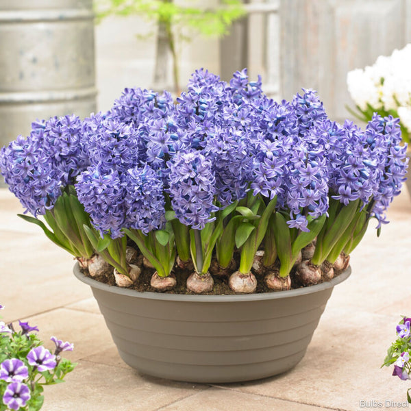 Blue Star Hyacinth NZ