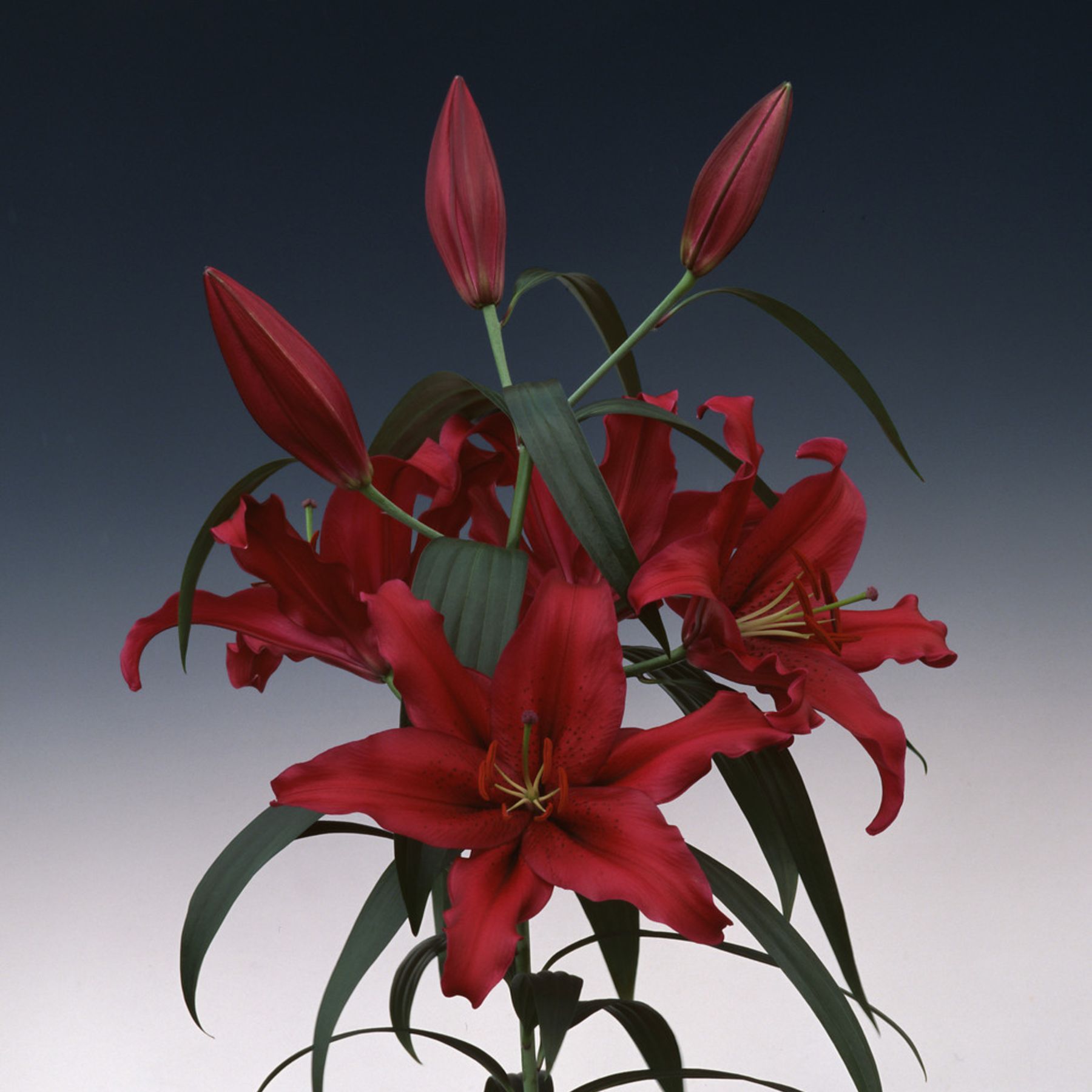 Bombastic Flower Bombastic Oriental Lilies | Order Lily Bulbs online | Bulbs Direct NZ