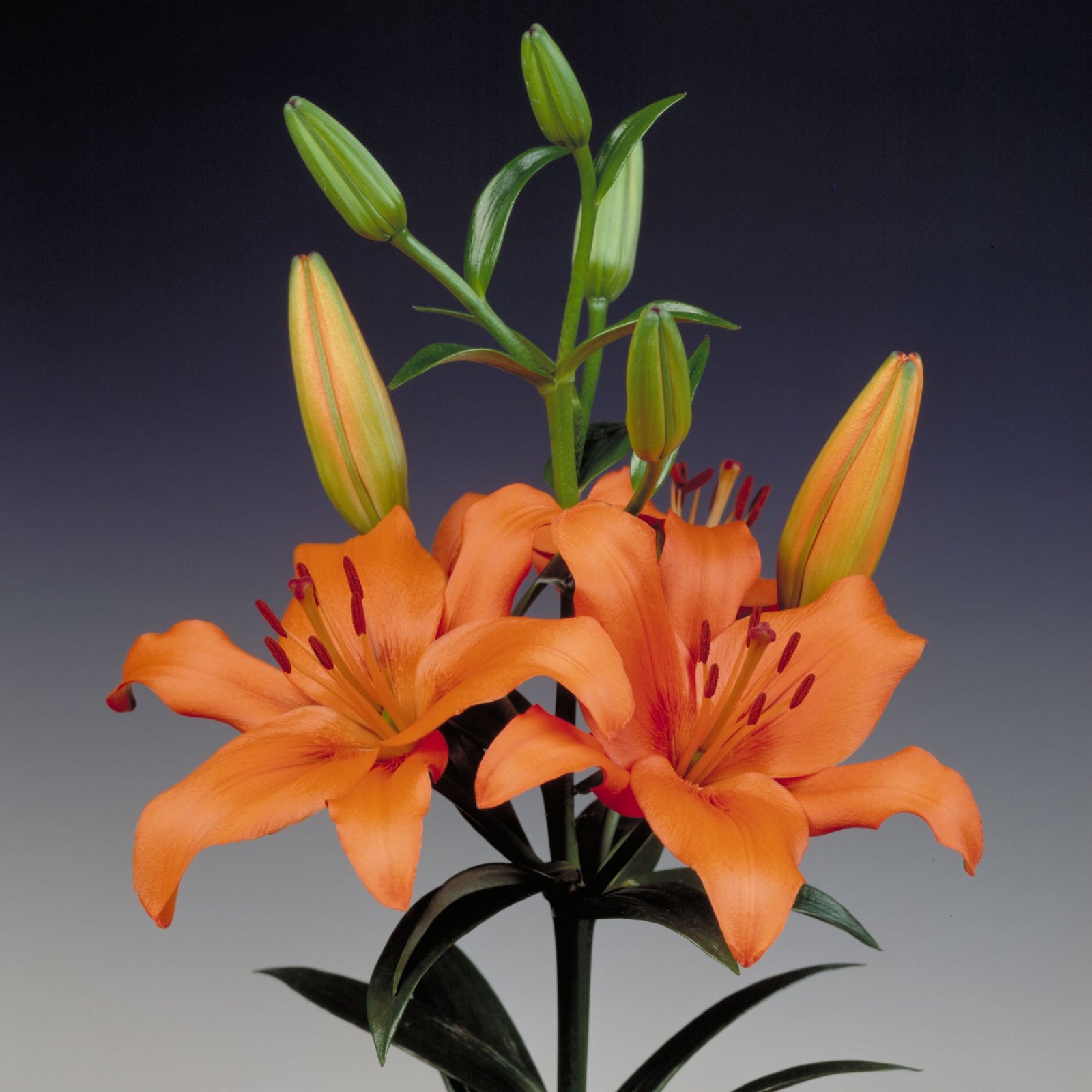 brunello asiatic lily Brunello Asiatic Lily | Order Lily Bulbs online