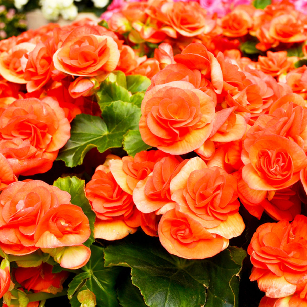 専用❣️Begonia 4点同梱速達便発送 専用❣️Begonia 4点同梱速達便発送