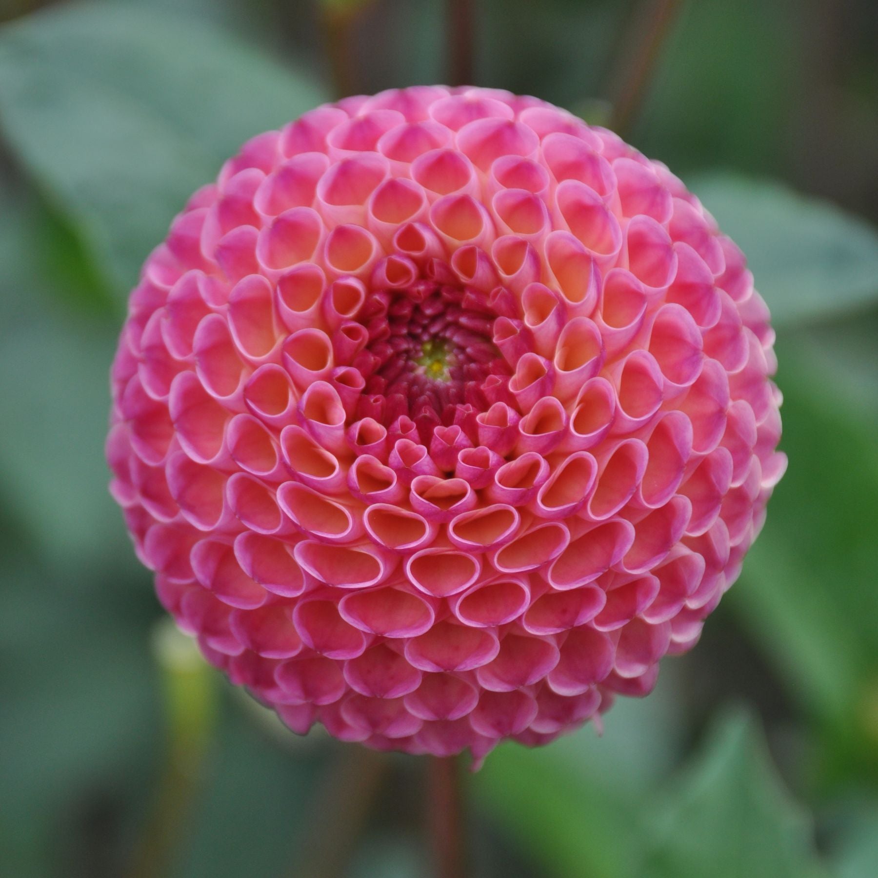 Burlesca Dahlias Order Dahlia Tubers online Bulbs Direct NZ