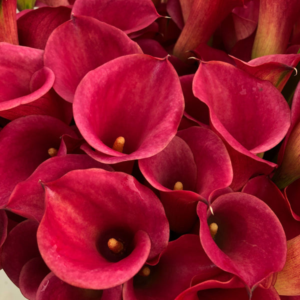 Plum Beauty Callas Order Calla Lily Bulbs online Bulbs Direct NZ