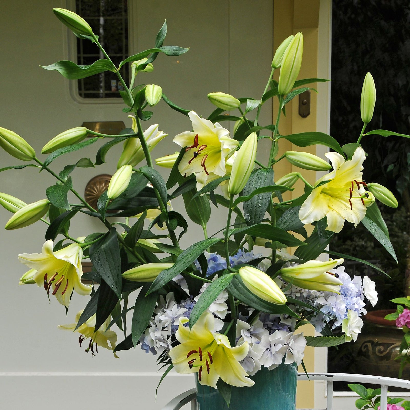 Conca D'or Lilies | Buy Oriental Lily Bulbs online | Bulbs