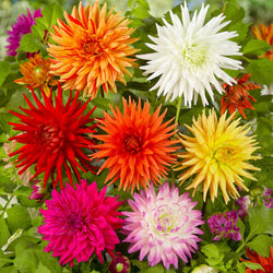 Dahlia Cactus Mix