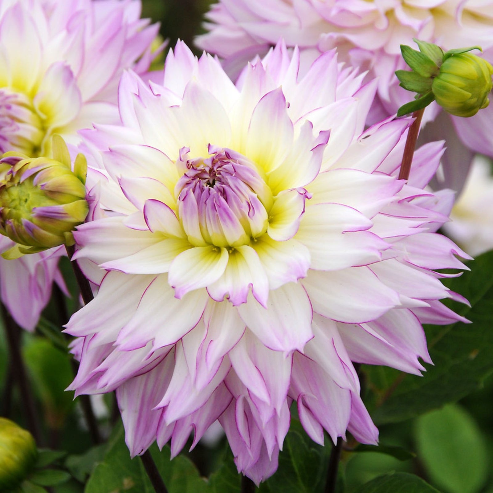Crazy Love Dahlia | Order Dahlia Tubers online - Bulbs Direct NZ