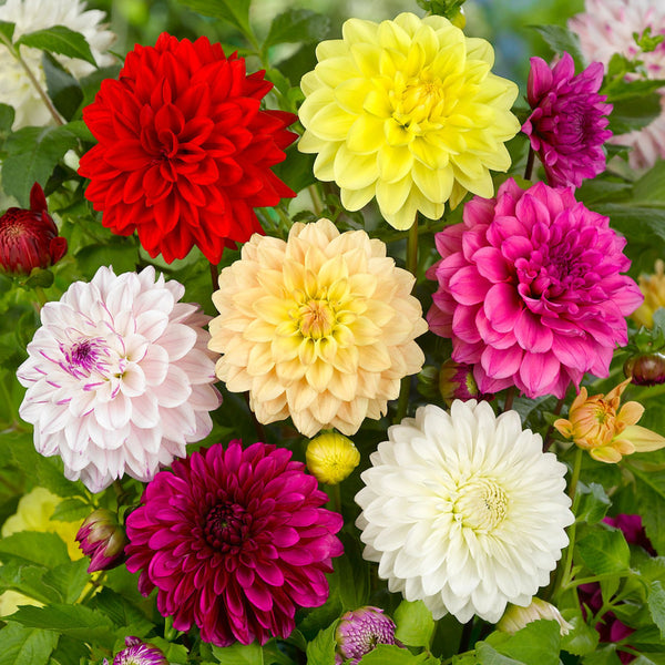 Dahlia Decorative Mix - A variety of Dahlia flowers in bloom, showcasing large blooms in red, yellow, pink, white, and purple colors.