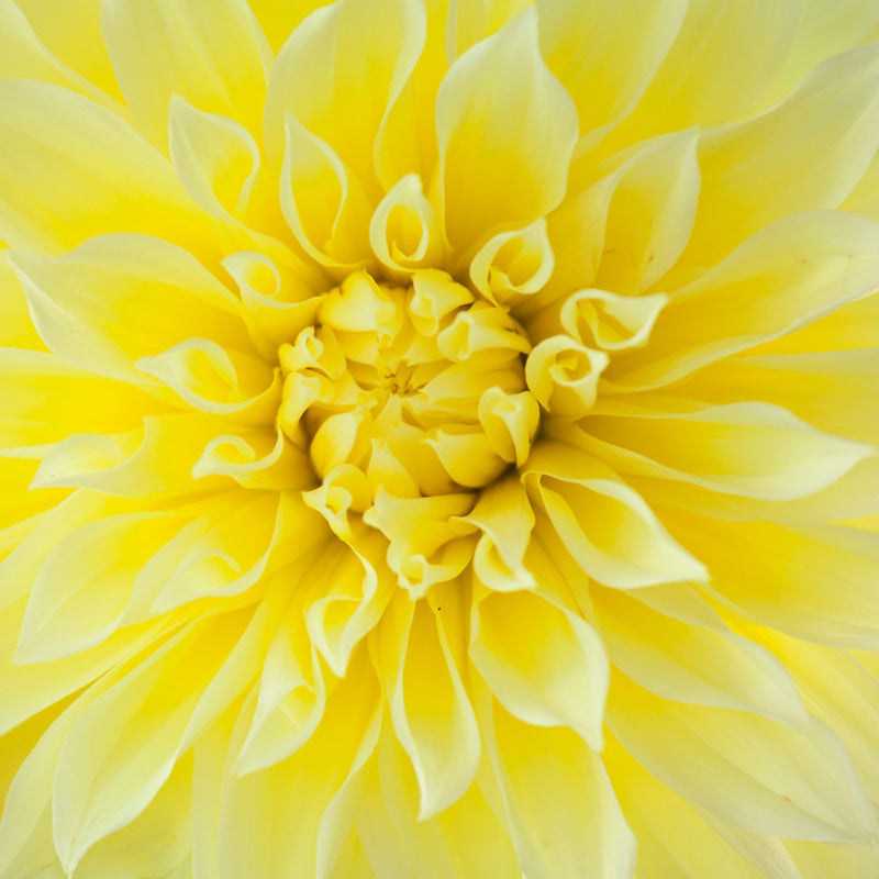 Glorie van Heemstede