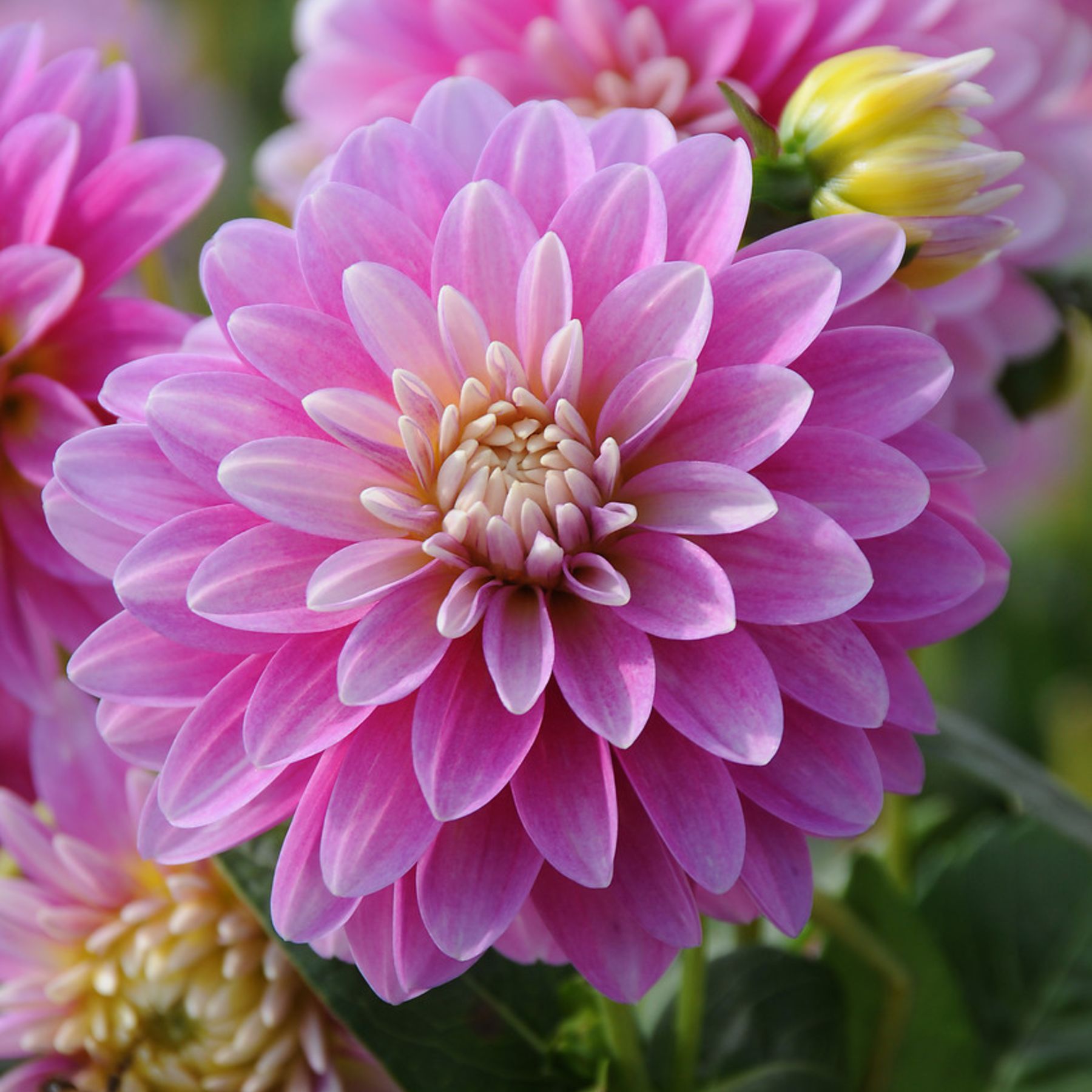 Rembrandt Miniature Dahlias 