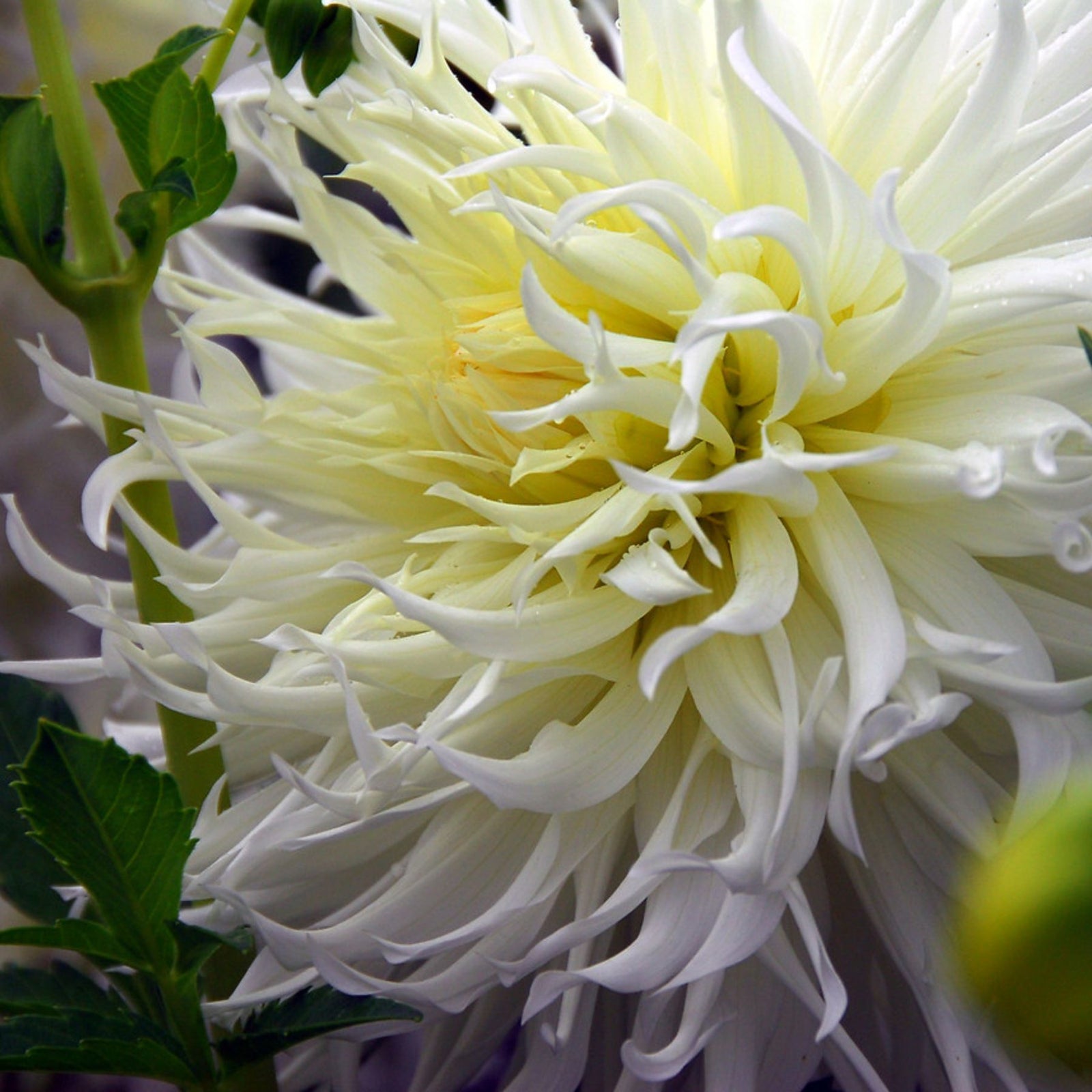 その他 DAHLIA Dahlia Double Jill (tuber) – Jamais Sans Mes Fleurs