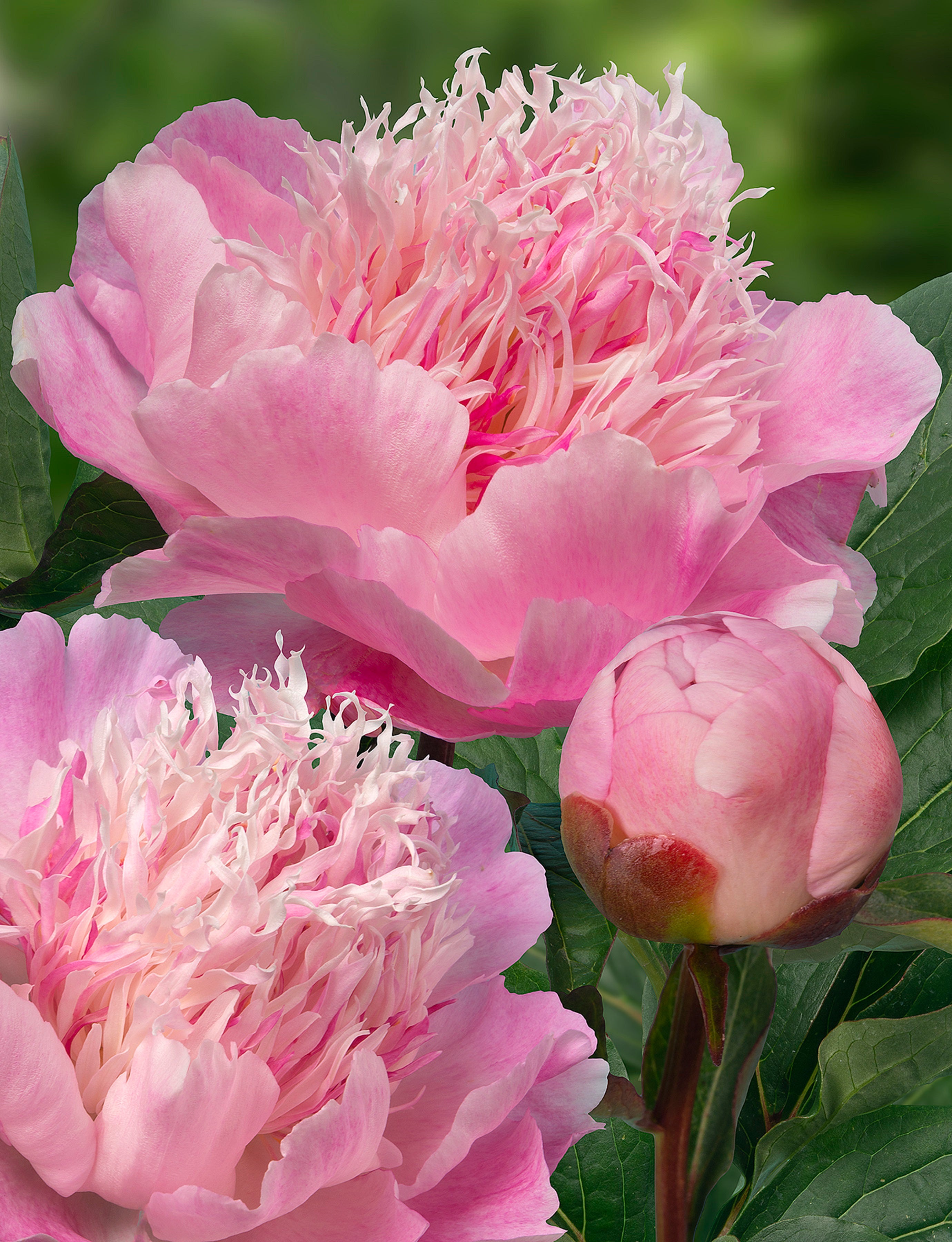 Do Tell Peonies | Buy Peony plants online | Bulbs Direct NZ