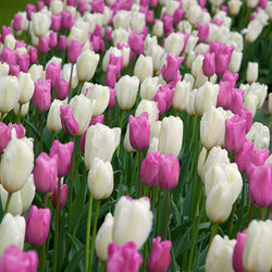 candyfloss_tulip_pink_white_mix
