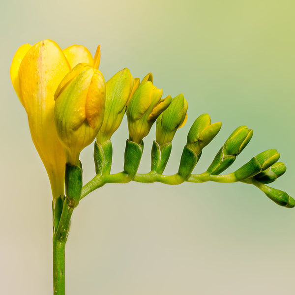 Golden Melody Freesia Order Freesia Bulbs Online Bulbs Direct NZ