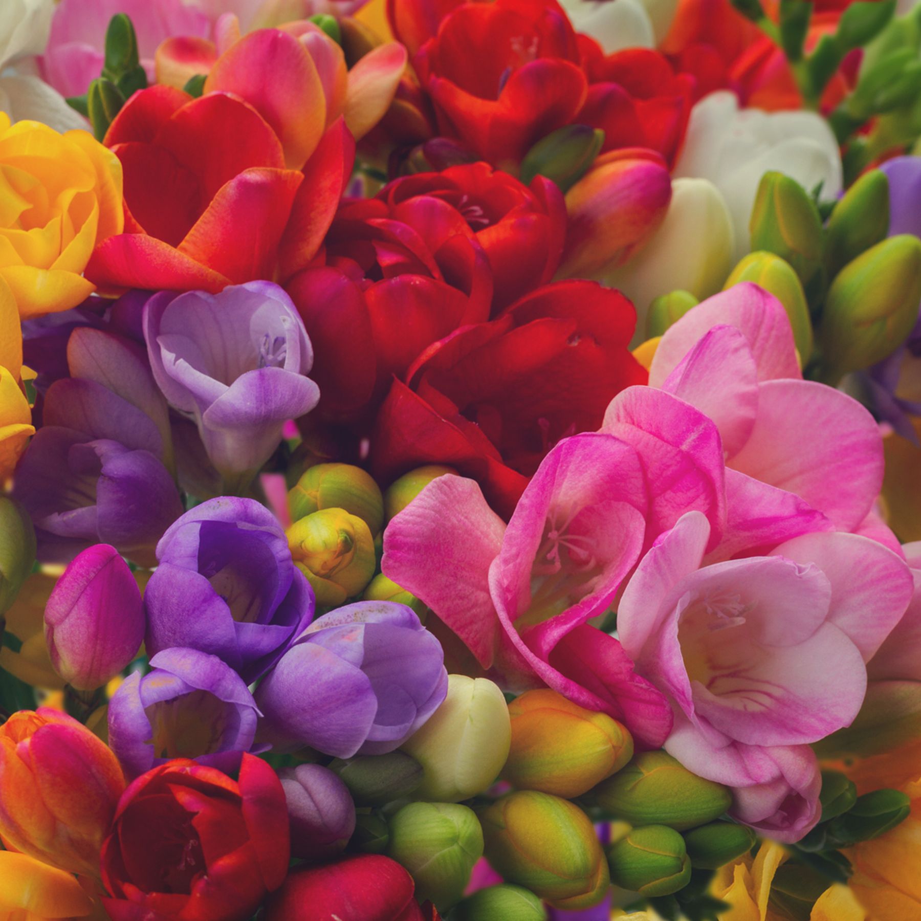 Freesia Super dooper Mixed Order Freesia Bulbs Online Bulbs Direct NZ