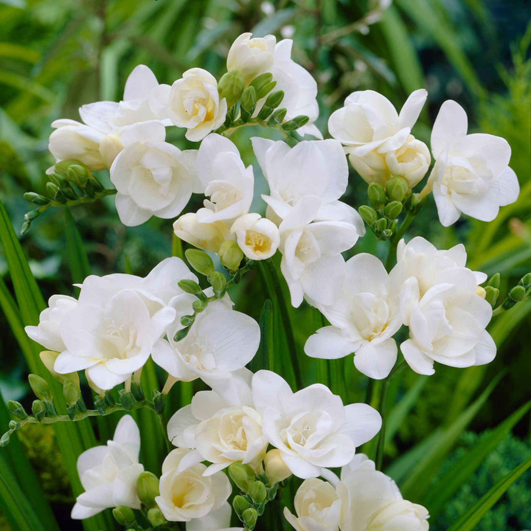Vienna Freesia Order Freesia Bulbs Online Bulbs Direct NZ