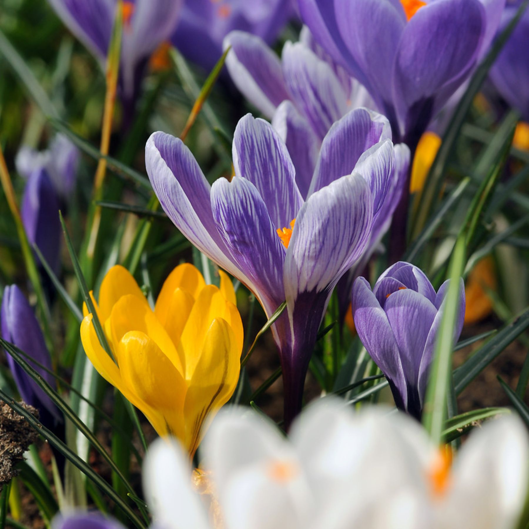 Giant Crocus Mix Order Crocus Bulbs online Bulbs Direct NZ