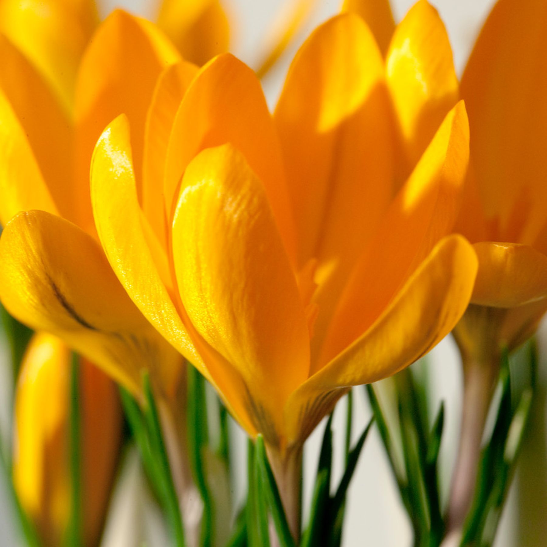 Yellow Giant Crocus Order Crocus Bulbs online Bulbs Direct NZ