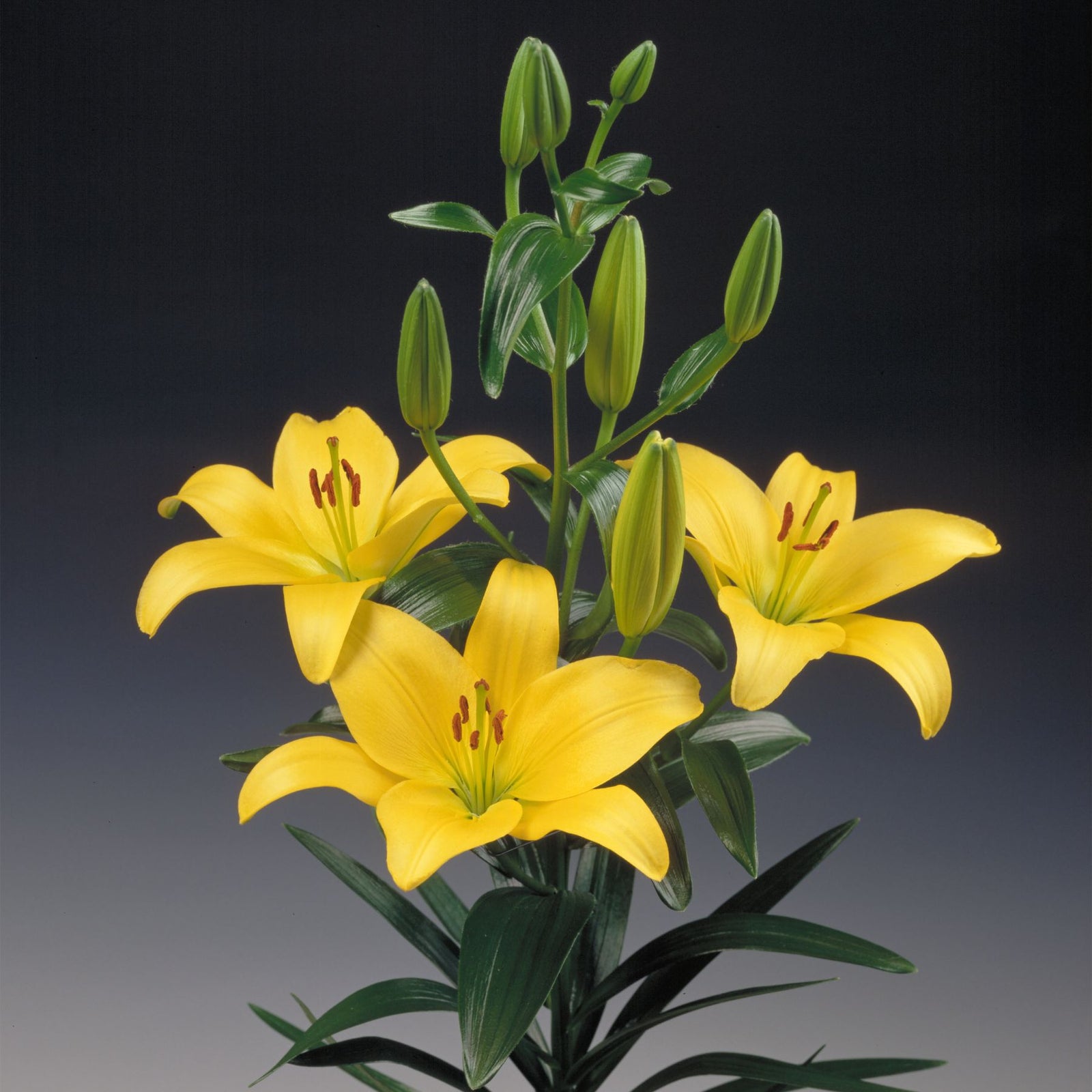 asiatic lily gironde Gironde Asiatic Lily | Order Lily Bulbs online