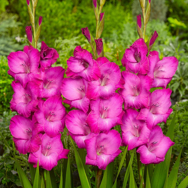 Fairytale Pink