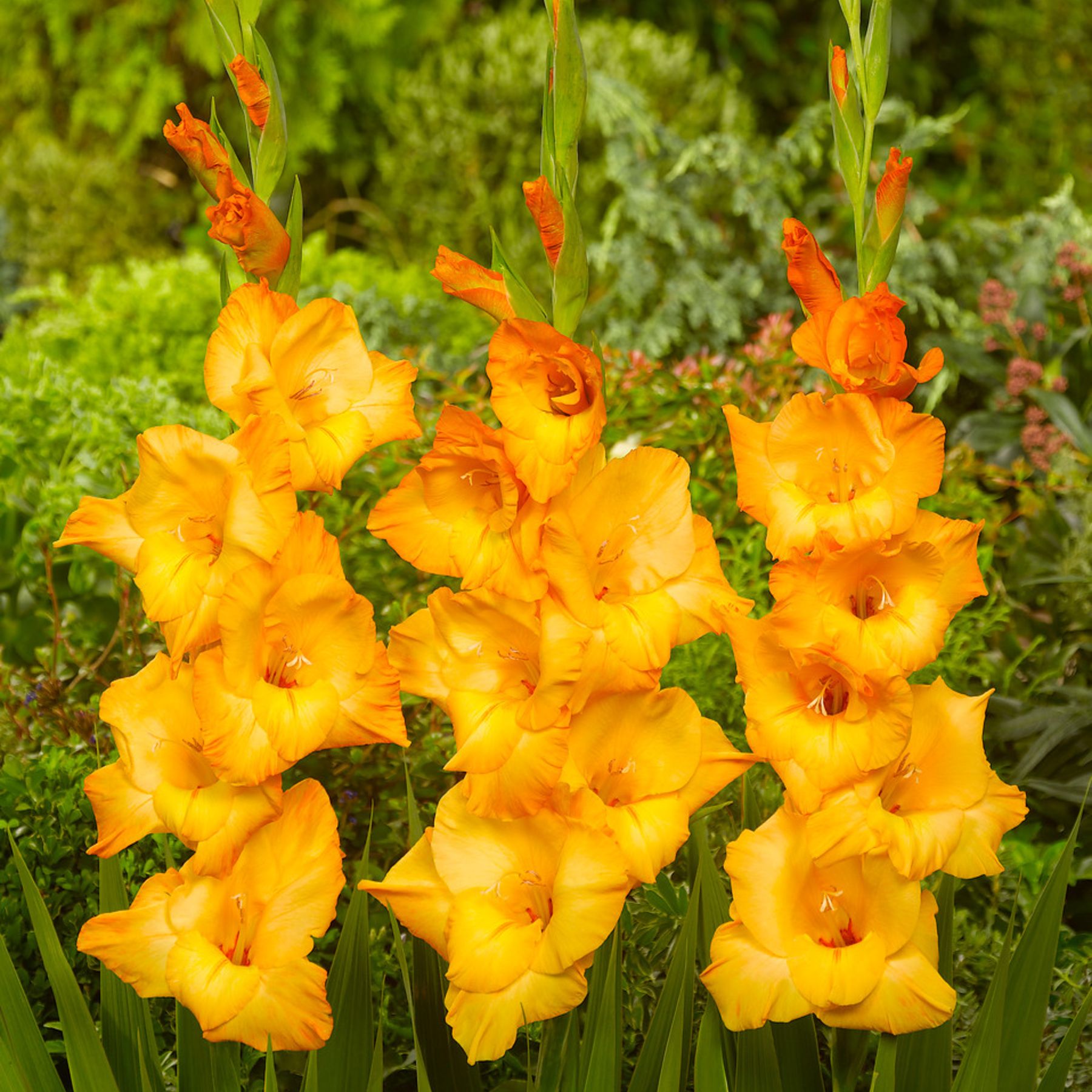 Royal Class Gladioli | Order Gladioli Bulbs online - Bulbs Direct NZ