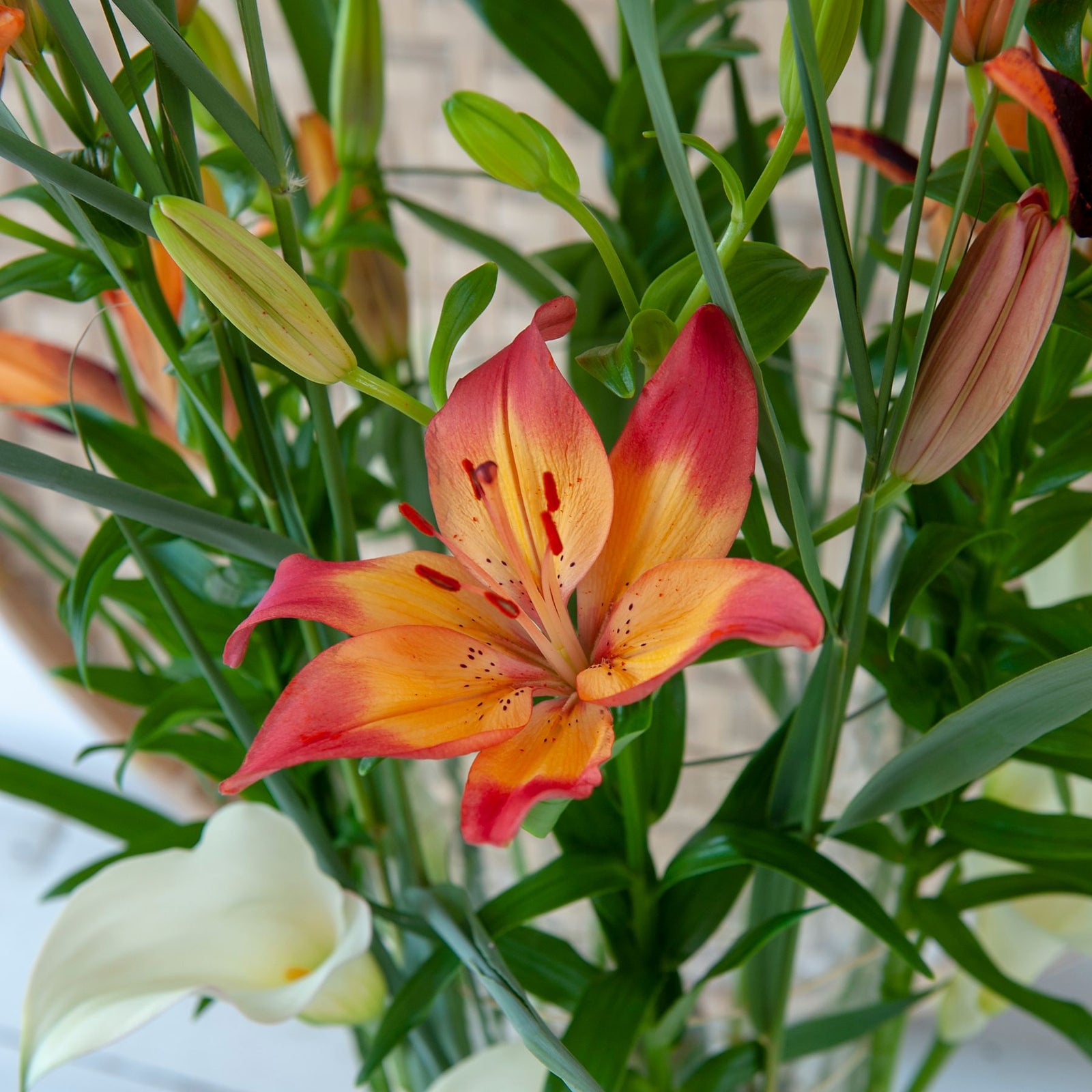 asiatic lily heartstrings Heartstrings Asiatic Lily | Order Lily Bulbs online
