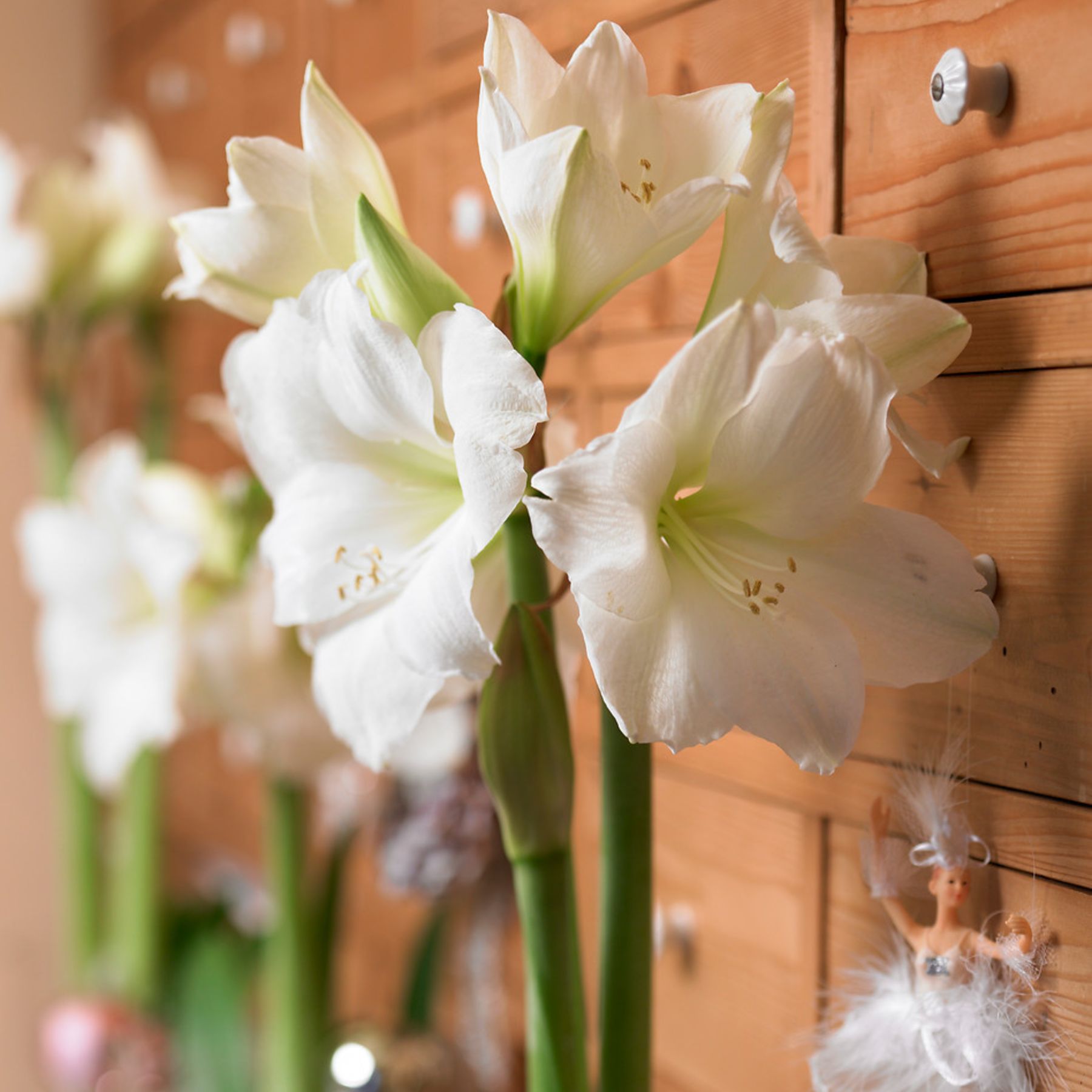Antarctica Hippeastrum Order Bulbs online Bulbs Direct NZ