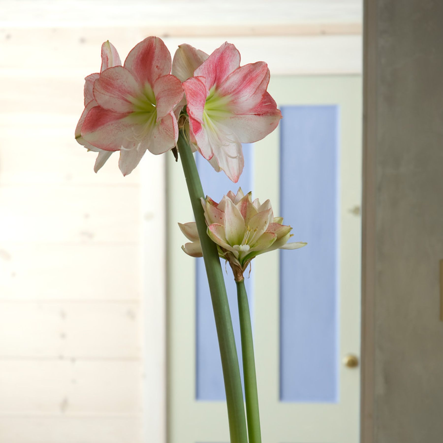 Apple Blossom Hippeastrum Order online Bulbs Direct NZ