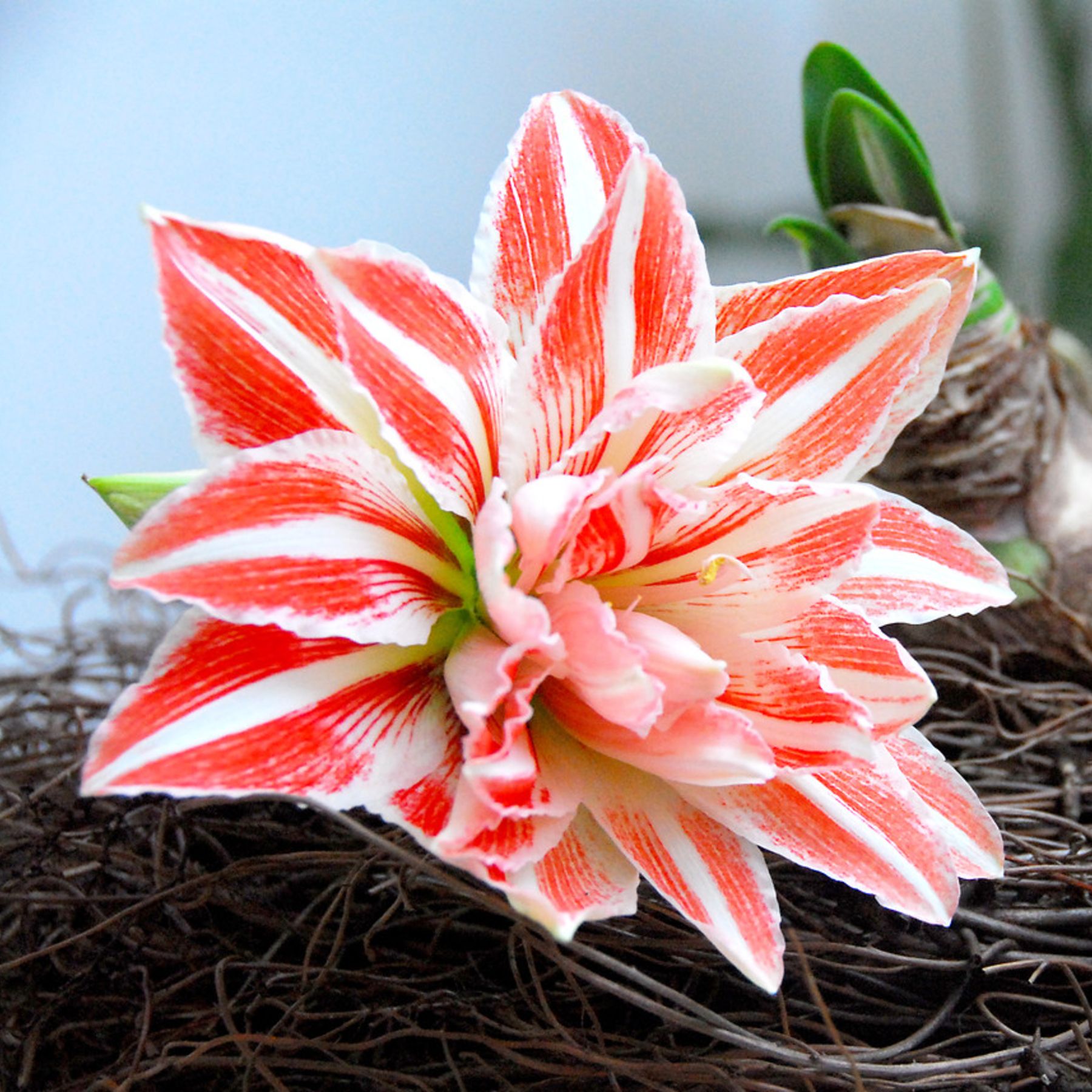 Dancing Queen Hippeastrum Order Bulbs online Bulbs Direct NZ