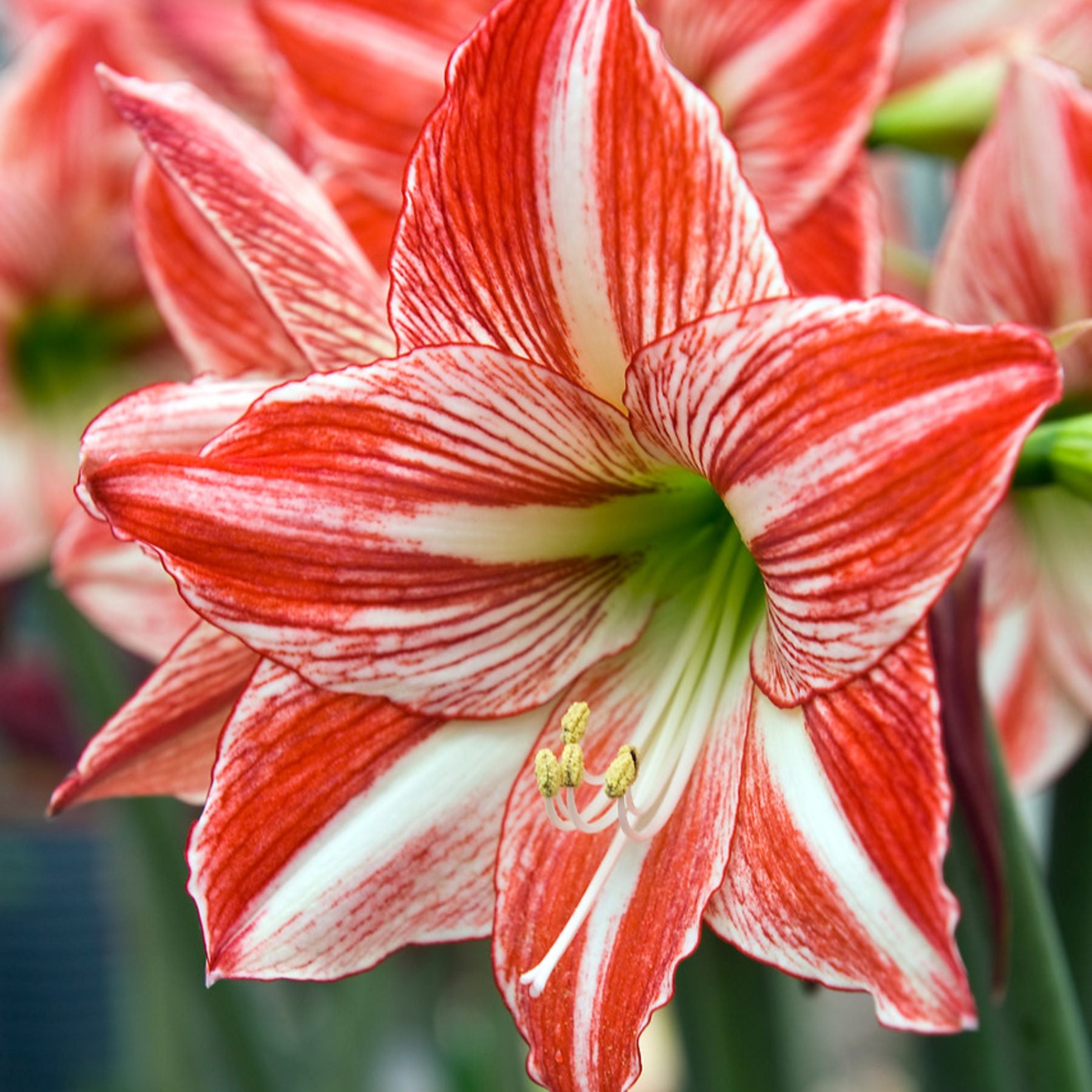 Fairytale Hippeastrum Order Bulbs online Bulbs Direct NZ