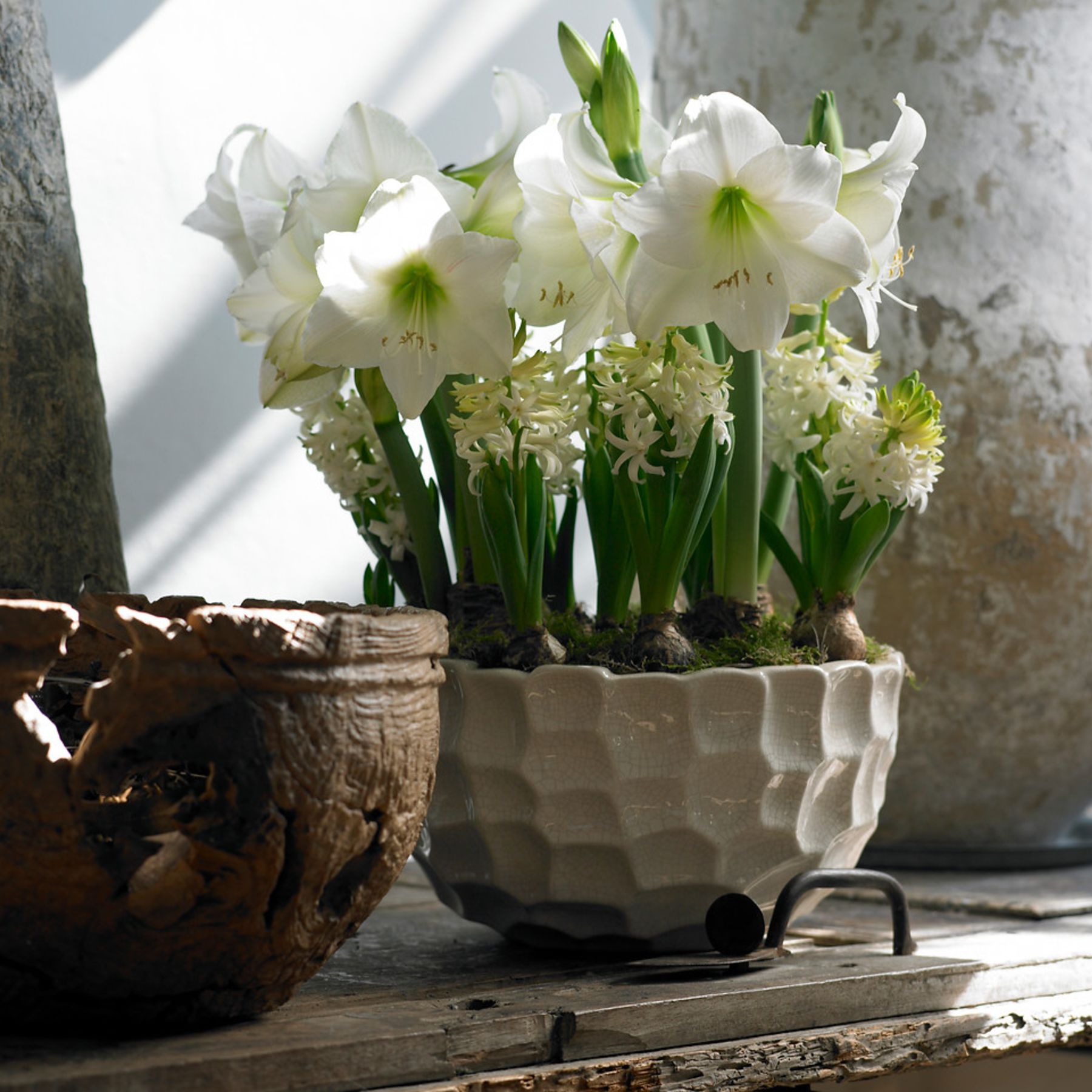 Mont Blanc Hippeastrum Order Bulbs online Bulbs Direct NZ