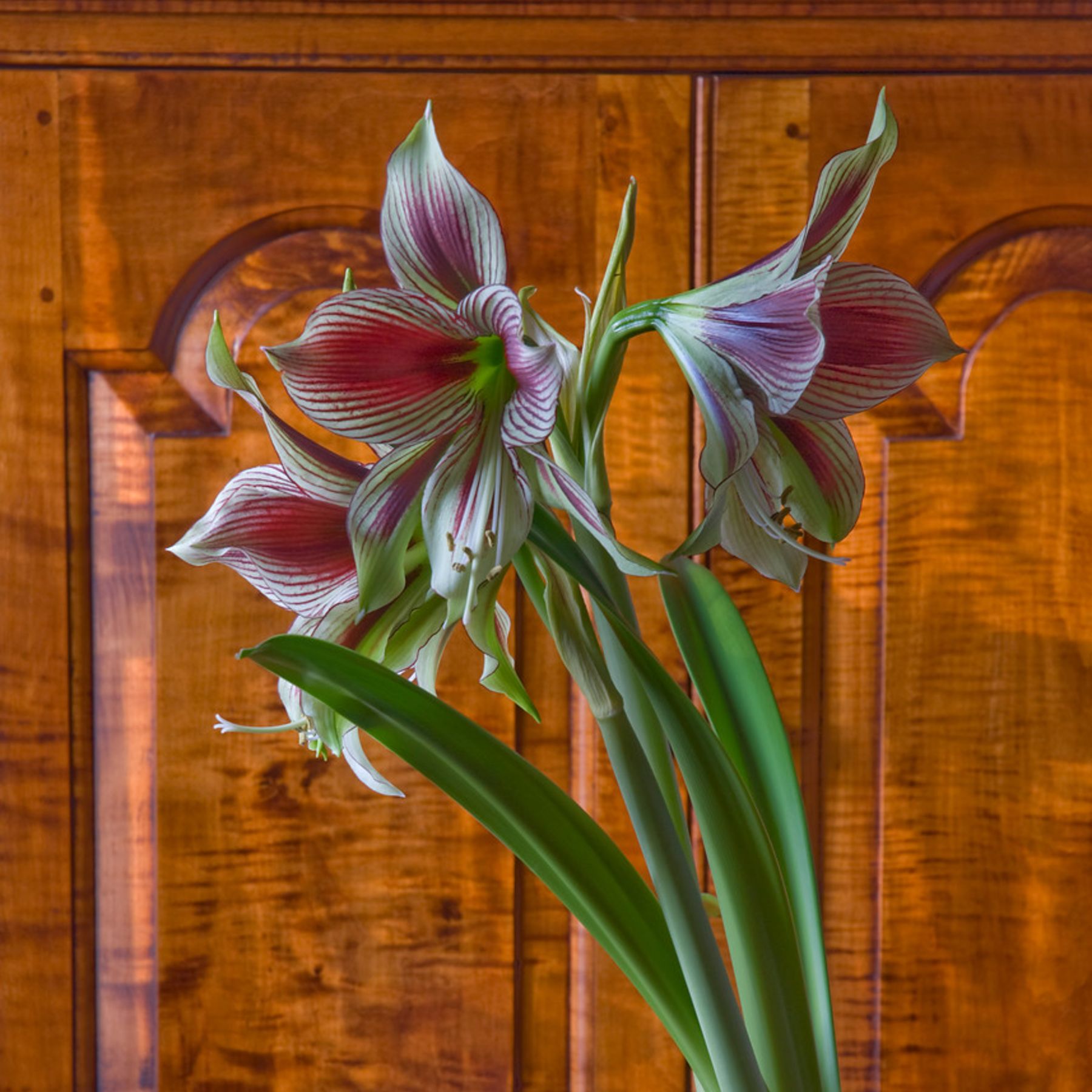 Papillio Hippeastrum Order Bulbs online Bulbs Direct NZ