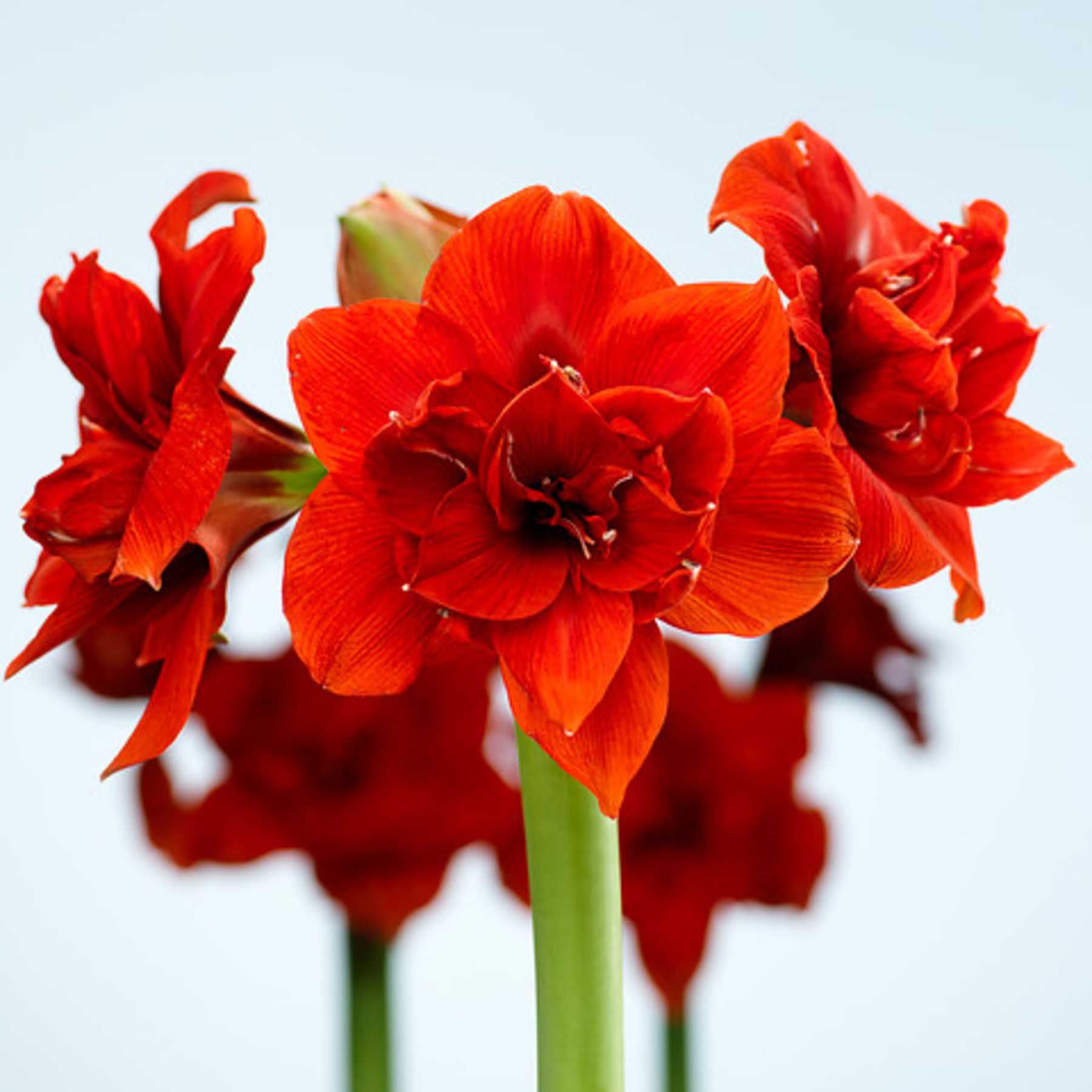 Red Nymph Hippeastrum | Order Hippeastrum Bulbs online - Bulbs Direct