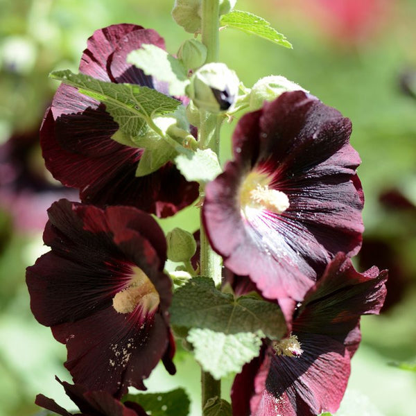 Ebony Towers Hollyhock | Bare Rooted Perennials | Bulbs Direct NZ